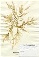 藏品(小果海膜)的圖片